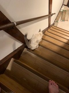 階段降り