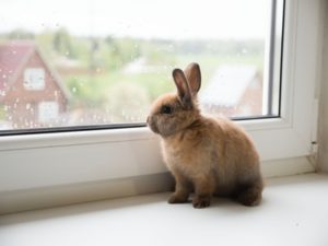 うさぎ